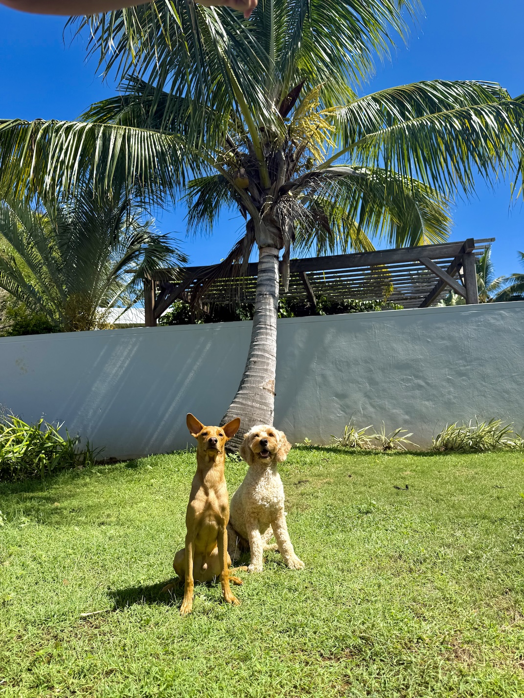 Dennis and Patch